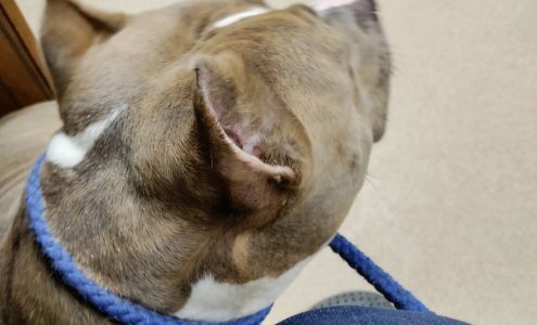 Westwood Animal Hospital: Marshall Paul DVM