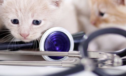 Main Street Veterinary Clinic Lakeport