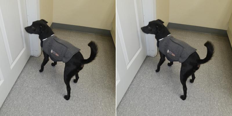 Main Street Veterinary Clinic: Takesue Lisa DVM