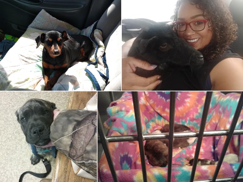 Veterinary Clinic-Prophetstown