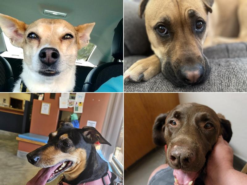 Cortaro Farms Pet Hospital