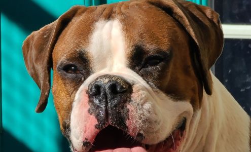 Orange Grove Animal Hospital