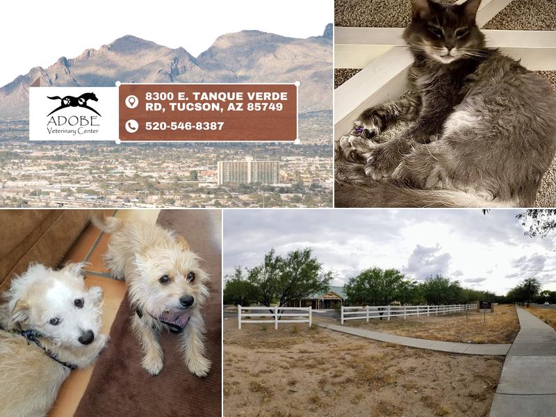 Adobe Veterinary Center