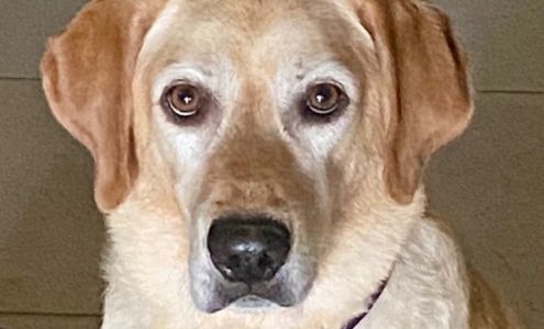 Mesquite Veterinary Hospital