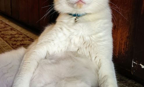 Humane Society of Southern Arizona Affordable Spay & Neuter Clinic