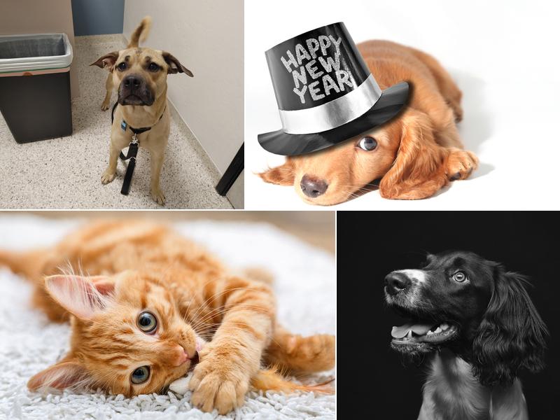 Benarda Veterinary Hospital