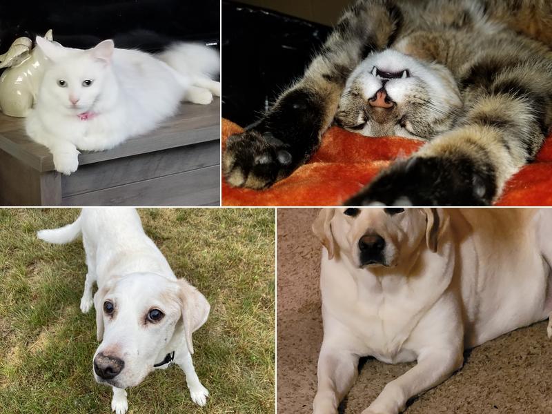 Manchester Animal Med Ctr