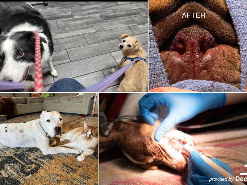 Paws and Claws Animal Care