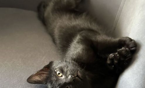 Small Alicia DVM Flagstaff