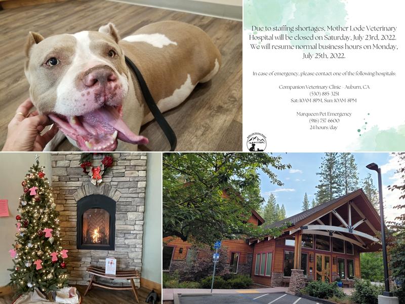 Mother Lode Veterinary Hospital