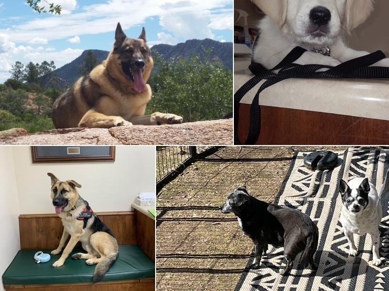 Aspen Veterinary Clinic