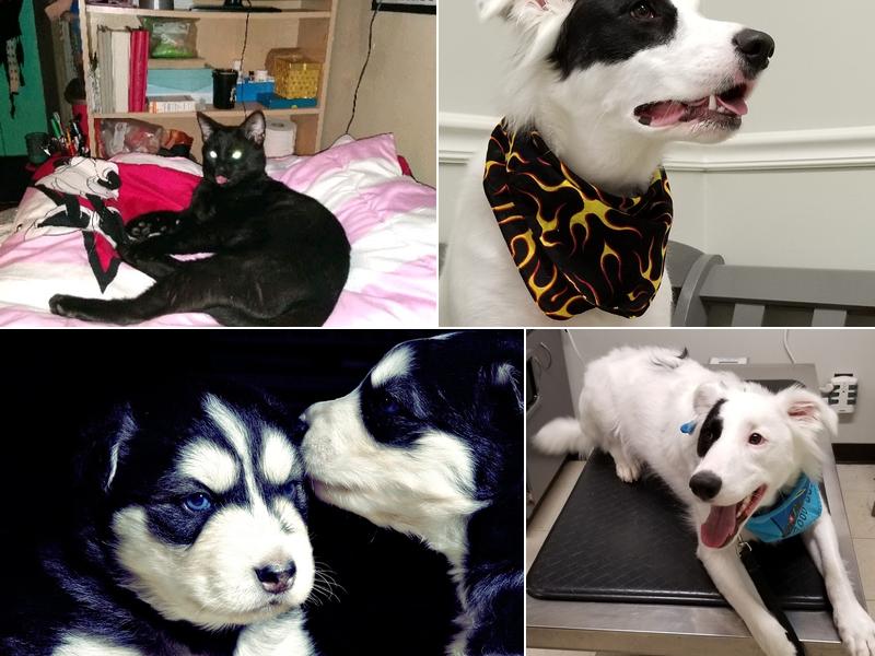 Fegenbush Lane Animal Clinic