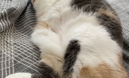 The Downtown Animal Hospital