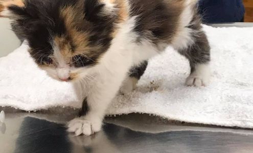 Bryan Elizabeth E DVM Madison