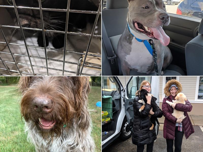 Four Paws Veterinary Services, PC