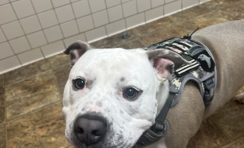 Maury County Veterinary Hospital: Threadgill C J DVM Columbia