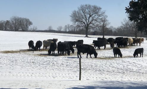 Mt Pleasant Animal Hospital