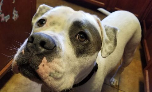 Sun City West Animal Hospital