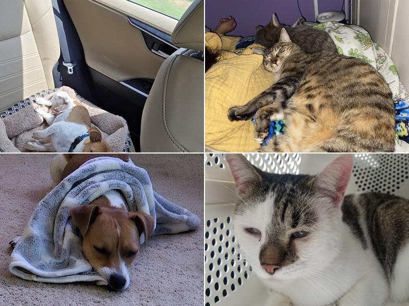 Meigs Veterinary Clinic