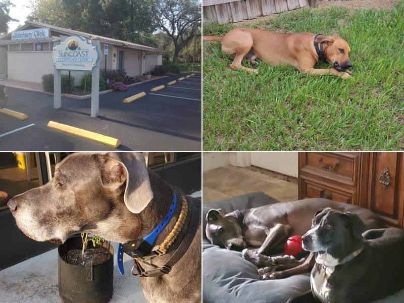 Suncoast Veterinary Clinic