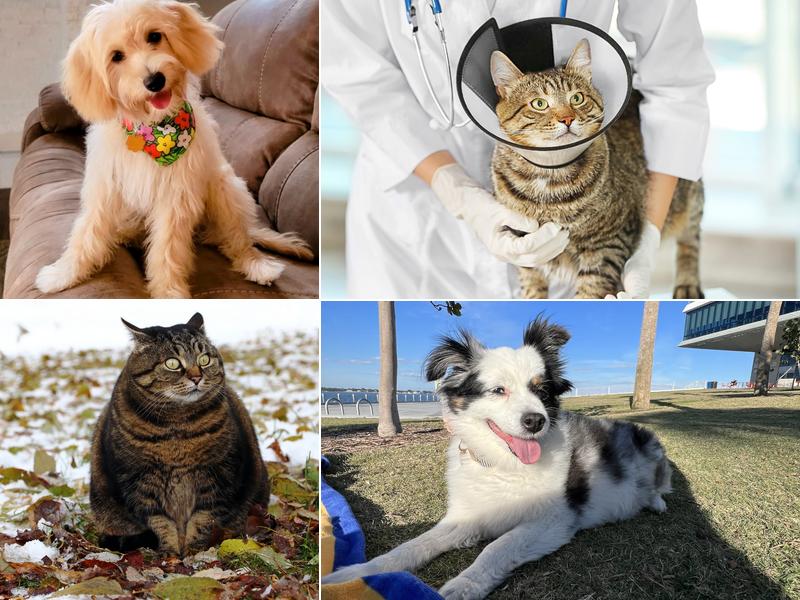 Noah's Ark Animal Hospital