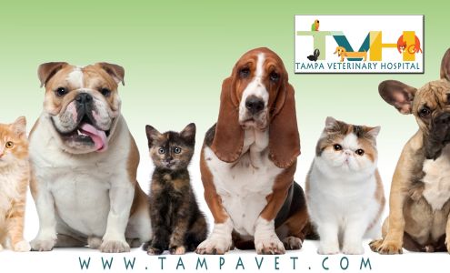Tampa Veterinary Hospital