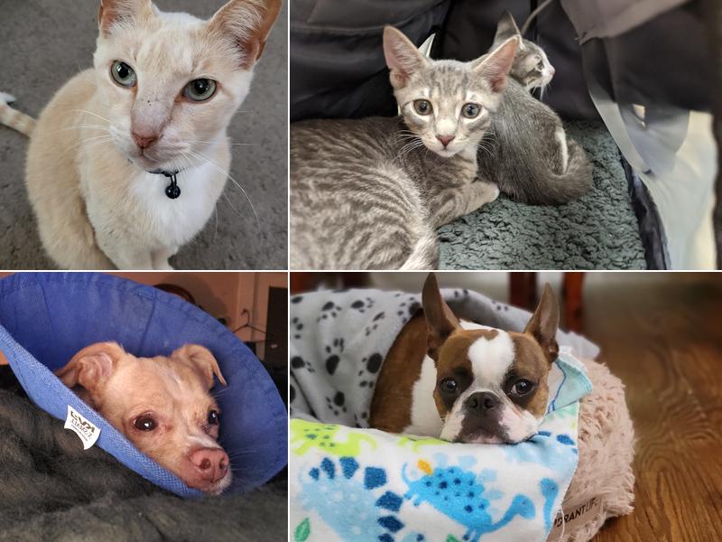 Avalon Animal Hospital