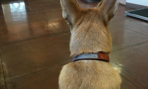 Blue Cross Veterinary Clinic