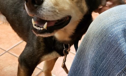 Colonial Animal Hospital