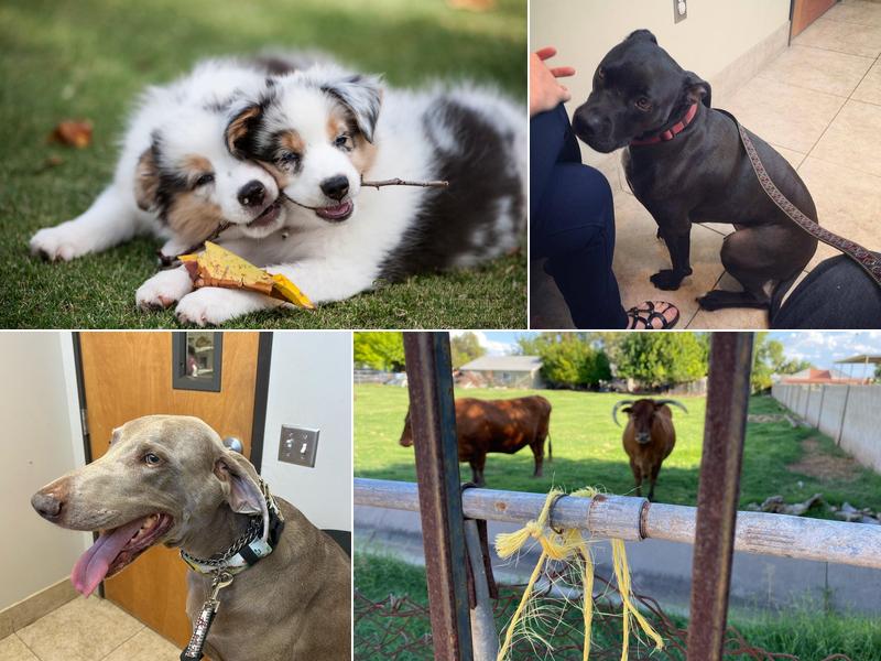 Gilbert Veterinary Hospital