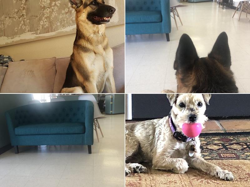 Dr. Erin McNulty D.V.M.