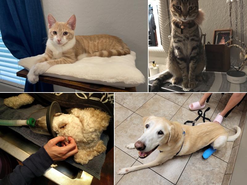 Cornerstone Animal Hospital