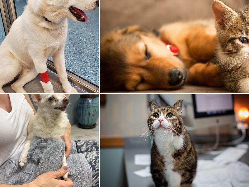 1st Pet Veterinary Centers - Mesa