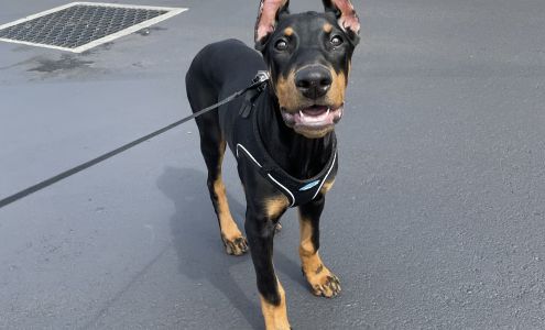 Oak Tree Animal Hospital