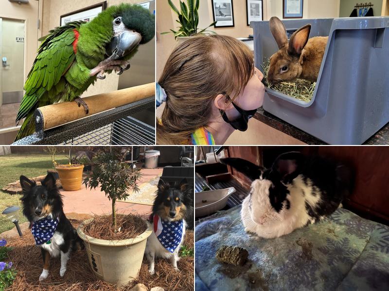 All Creatures Pet Hospital