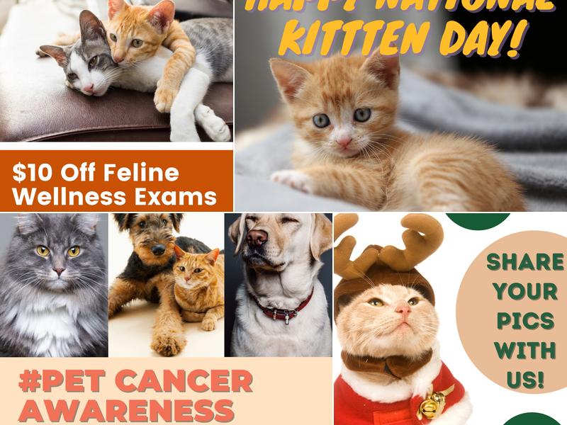 Collierville Animal Clinic: Horn J B DVM