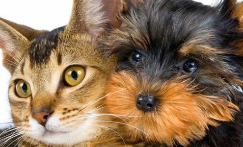Companion Pet Clinic of North Phoenix