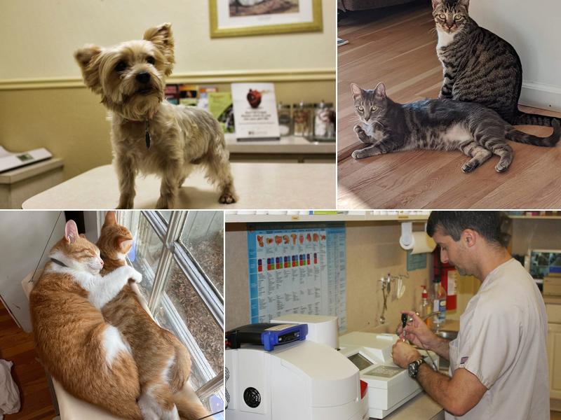 Bearss Animal Hospital