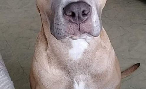 Animal Hospital of Tampa Bay