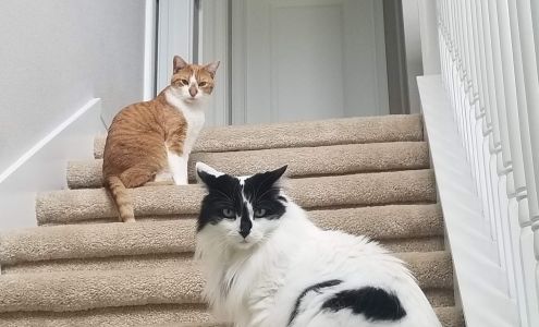 Keene Veterinary Hospital