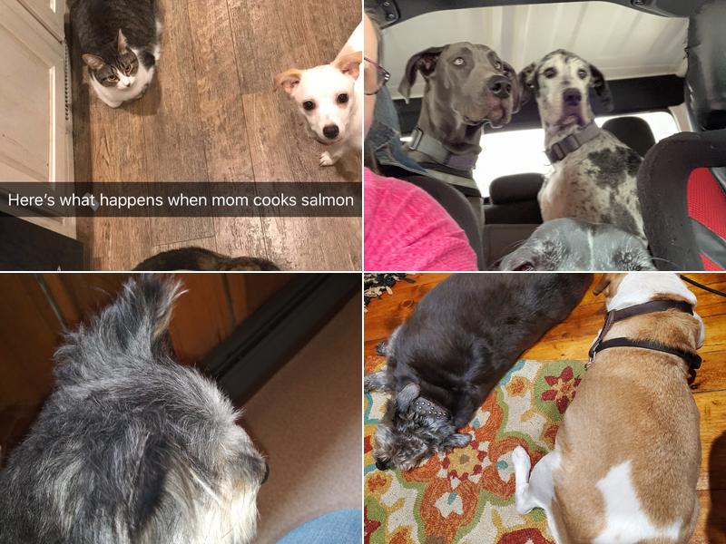 Mountaineer Veterinary Clinic