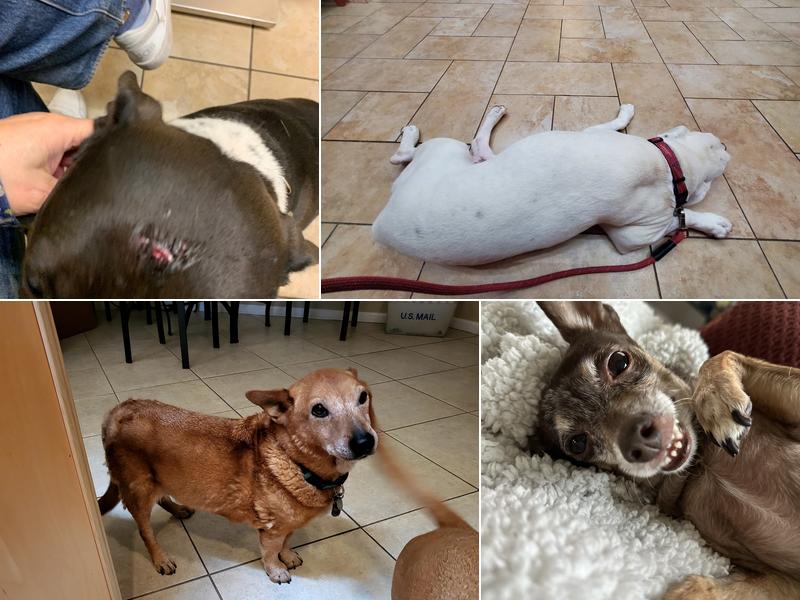 Southern Arizona Veterinary Specialty and Emergency Center