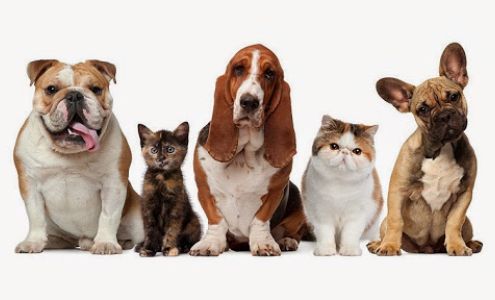 Santa Cruz Veterinary Clinic