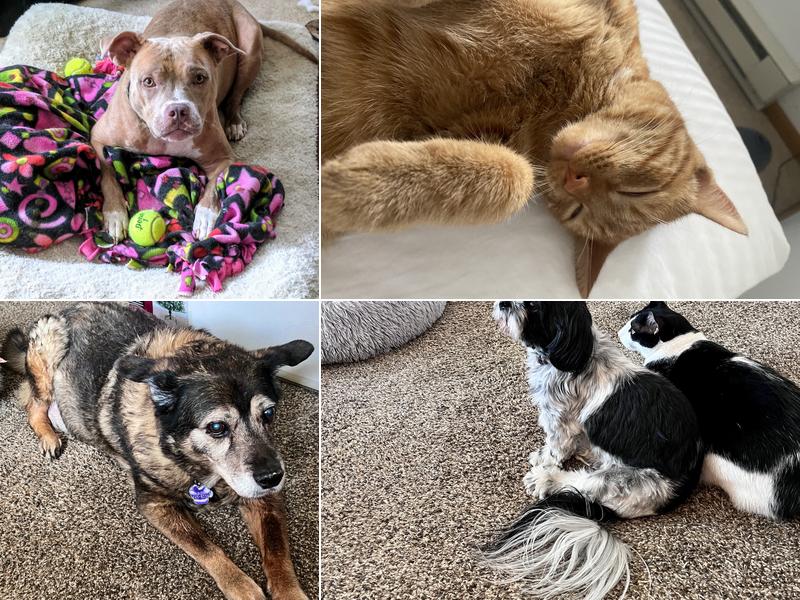 Animal Hospital of McHenry