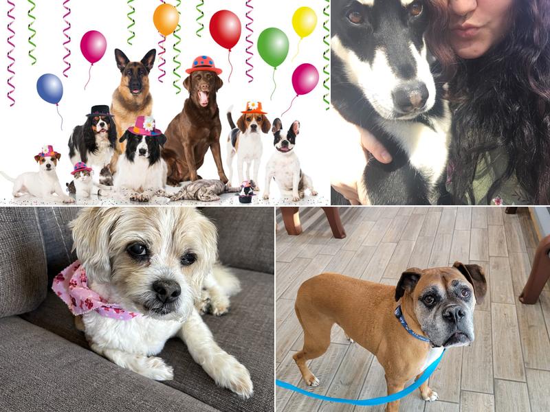 Crystal Lake Veterinary Hospital