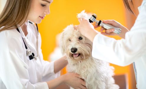 4 Paws Veterinary Hospital Duffield