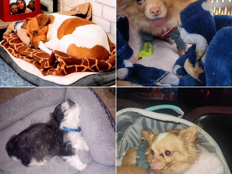 Powell Valley Animal Hospital