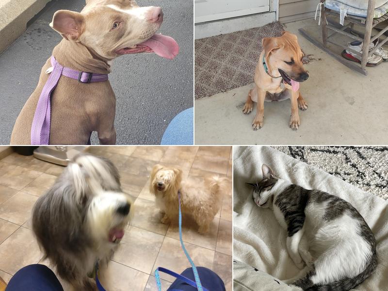 White Clay Creek Veterinary Hospital