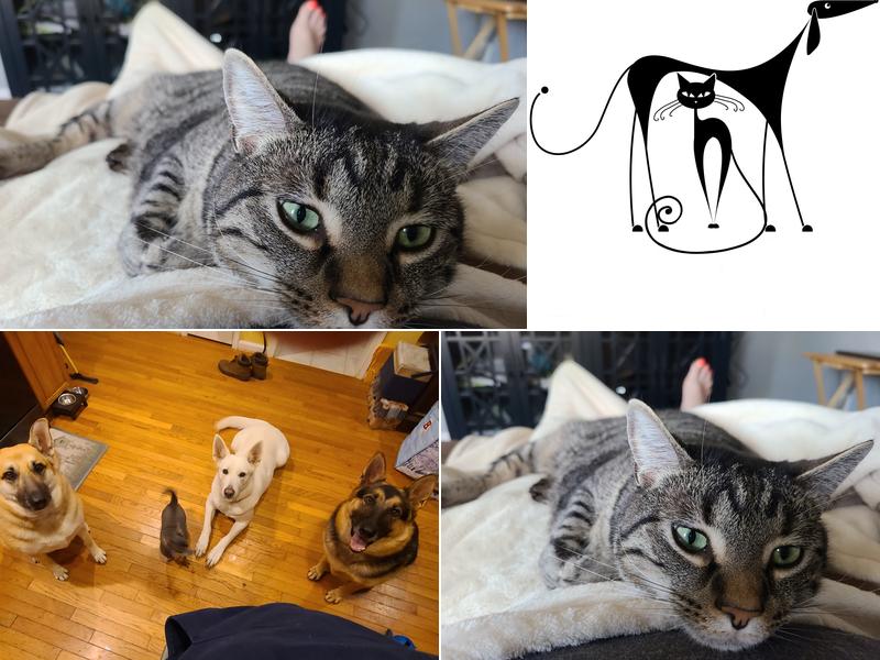 Animal Veterinary Center: Shultz, Teri DVM