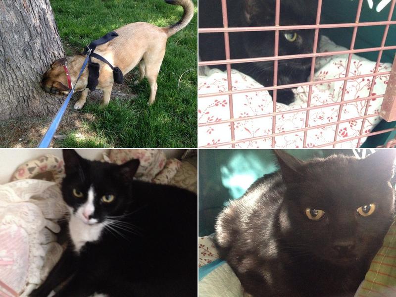 Circle Veterinary Clinic: David Wilkins, V.M.D.